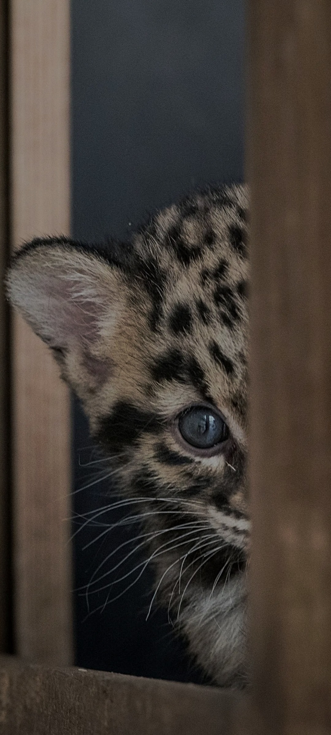 Profil de Carmelo, 39 ans, Trav à Derenbach